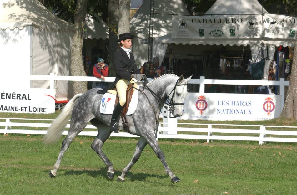 Mondial du Lion dressage